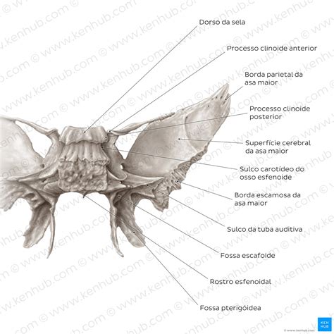 Osso Esfenoide Anatomia Fun O E Desenvolvimento Kenhub