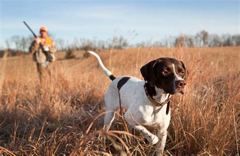 20 Hunting Dog Breeds That Make the Best Field Companions