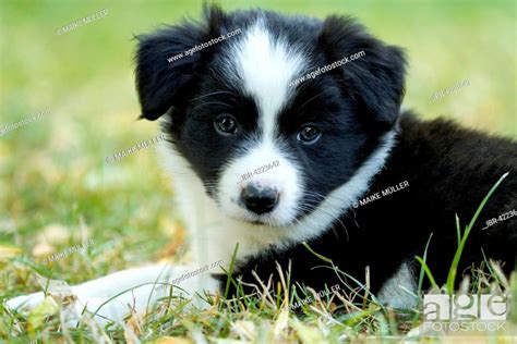 All Black Border Collie Puppies