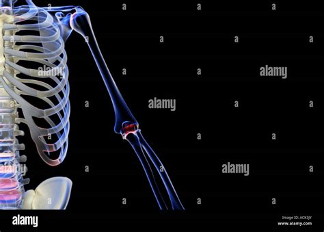 Ossa Arto Superiore Anatomia Immagini E Fotografie Stock Ad Alta