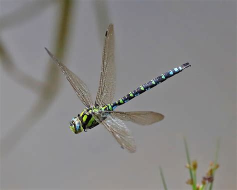 A Male Southern Hawker Dragonfly Aeshna Walter Baxter Cc By Sa