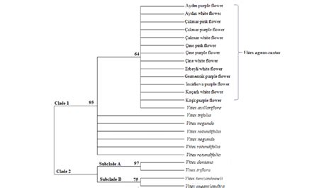 The Maximum Likelihood Tree Generated Using Cpdna Trnl Intron Sequences