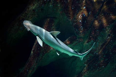 10 Different Types of Hammerhead Sharks