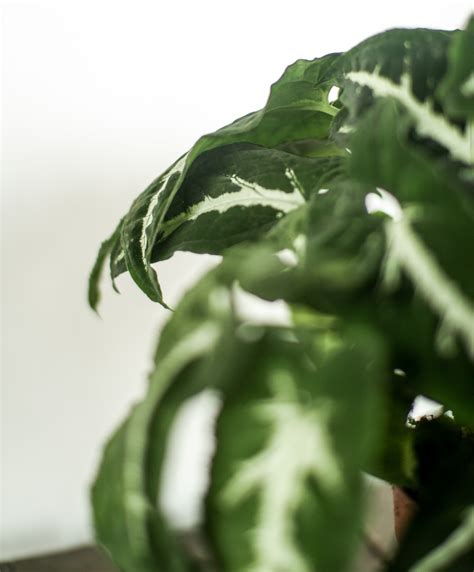 Syngonium wendlandii - Green Room