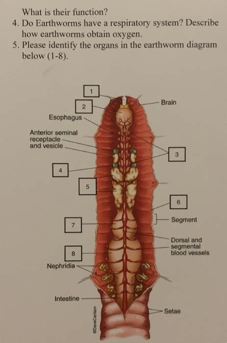 Solved 1. What is the function of the clitellum? 2. The | Chegg.com