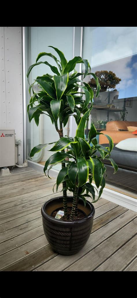 Wilting Dracaena Rplantclinic