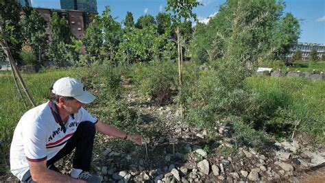 Il Piano Degli Agronomi Per Salvare Il Verde Urbano E I Boschi La Stampa