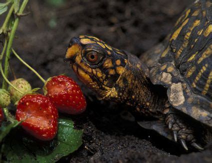 An Overview of a Box Turtle's Diet