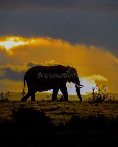 African Elephant at Sunset stock photo. Image of extraordinary - 83296494