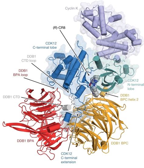 The CDK inhibitor CR8 acts as a molecular glue degrader that depletes ...