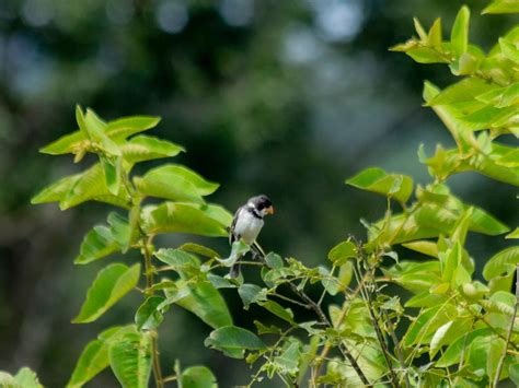 Foto Golinho Sporophila Albogularis Por Alexandre B Junior Wiki