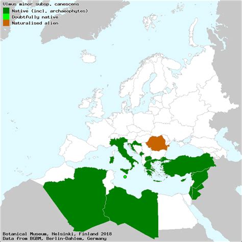 Ulmus canescens (Hoary Elm) : MaltaWildPlants.com - the online Flora of ...