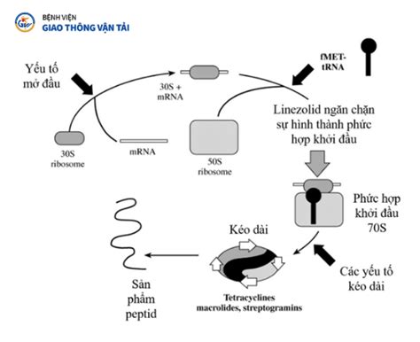 NguỒn GỐc CƠ ChẾ TÁc DỤng VÀ TÌnh HÌnh ĐỀ KhÁng CỦa KhÁng Sinh Linezolid