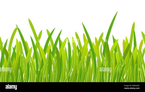 Meadow Spring Summer Season Realistic Seamless Green Grass Border Or Frame Isolated On White