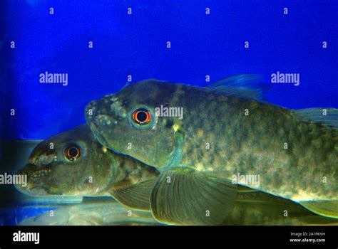 Red Garra Or Doctor Fish Garra Rufa Stock Photo Alamy