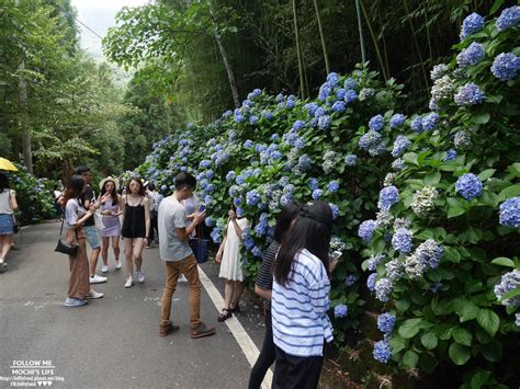 苗栗南庄繡球花 媲美日本的繡球花海「高山青農場」盛開繡球花不是秘境，塞車塞爆，山路難開高山青農場收費、繡球花季時間56月 麻糬公主