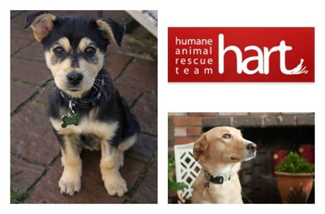 Shelter Spotlight Humane Animal Rescue Team Petguide