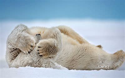 Scarica Il Mare Di Beaufort L Orso Polare Usa Alaska Il Punto Di