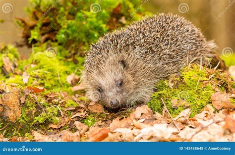 Hedgehog in Natural Woodland Habitat Stock Photo - Image of animal ...