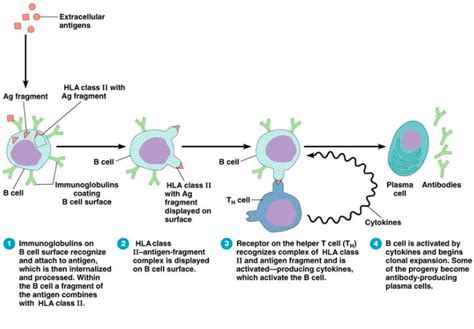 Pin On Chapter 21 Lymphaticimmune