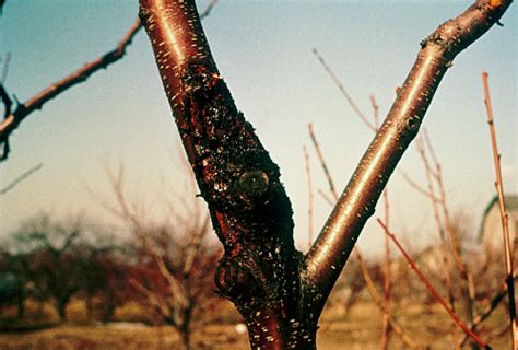 Lesser Peachtree Borer Integrated Pest Management