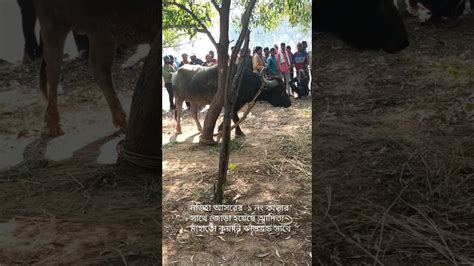 নডিহা আসরের ১ নং কাড়ার সাথে জোড়া হয়েছে আদিত্য মাহাতো কুয়ানি