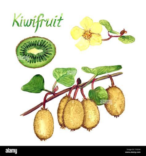 Los Kiwis Ramas Con Frutas Maduras Flores Femeninas Reducir A La