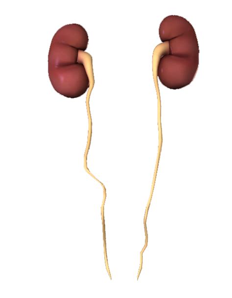 Urinary System Explained Cte Skills