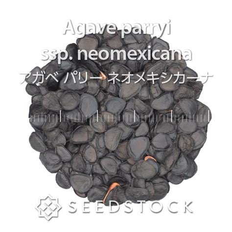 Agave Parryi Ssp Neomexicana Seedstock