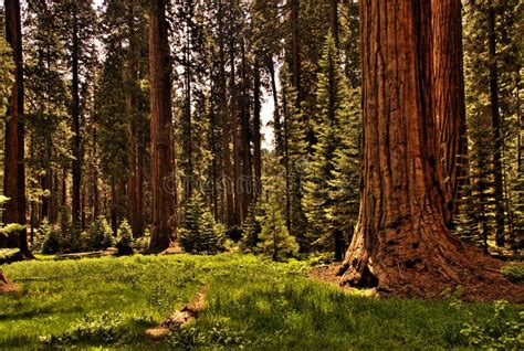 Redwood Forest at Night stock photo. Image of early, ocean - 20298730