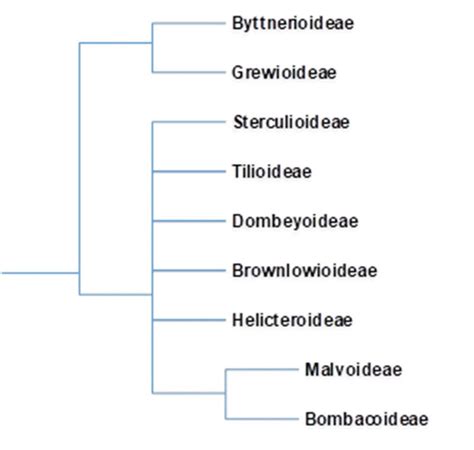 In The Angiosperm Phylogeny Group Apg Classification Erstwhile