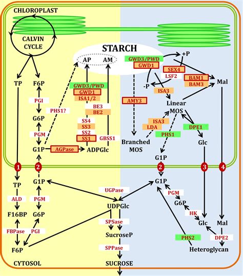 Frontiers | Redox Regulation of Starch Metabolism