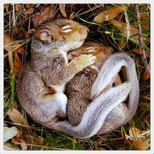 Hibernation Habits for Adirondack Animals | Speculator Dept Store