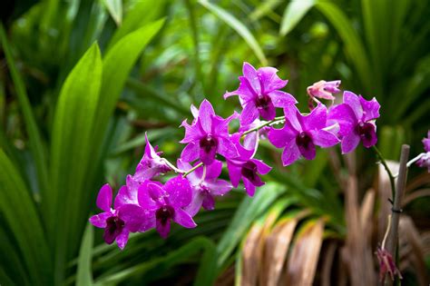 Kleine Schwarze Fliegen An Orchideen So Bek Mpfen Sie Blattl Use Richtig