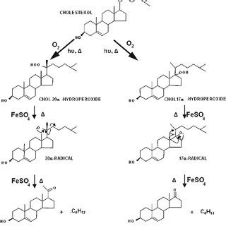 Hypothetical Mechanisms For The Formation Of PREG And DHEA By