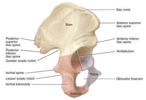 Figure 10 6 Right Os Coxa Diagram Quizlet