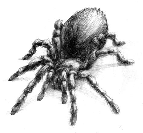 Magellin . Blog: Tarantula drawing