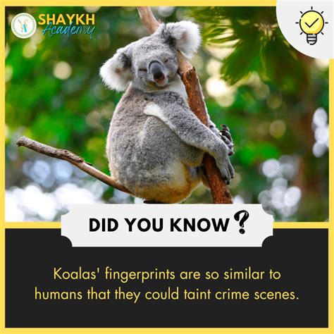 Did you Know? Koalas' fingerprints are so similar to humans that they ...