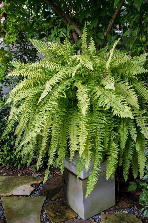 Boston Fern Growing And Care Guide Learn About Sword Ferns Reportwire