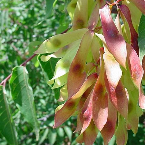 Tree of Heaven (Ailanthus Altissima) 20 seeds