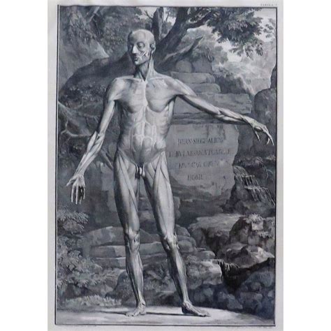 Set Of 3 Antique 18th C Nude Male Anatomy Engravings Framed B S