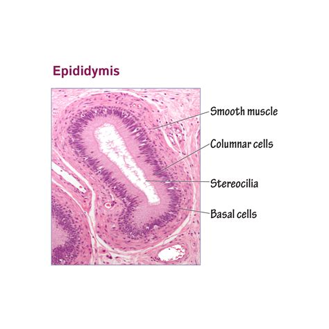 Epididymis Histology