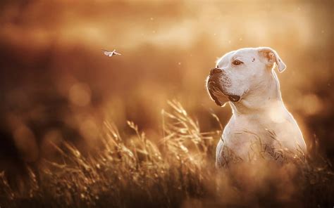 Pit Bull Terrier Perros Pitbull Blanco Bozal C Sped Pitbull