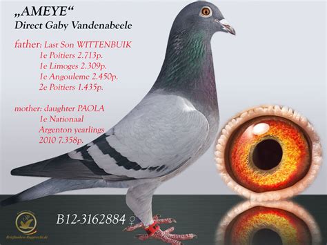 Rupprecht Racing Pigeons