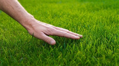 What Are The Various Benefits Of Regular Lawn Fertilization