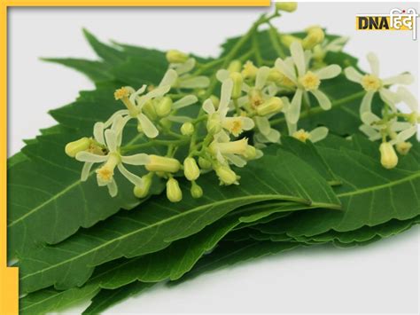 Neem Flower Benefits पत्तियां छाल ही नहीं नीम के फूल भी सेहत के लिए हैं वरदान जानें क्या हैं