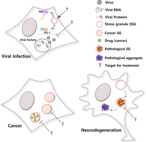 Frontiers The Integral Role Of RNA In Stress Granule Formation And