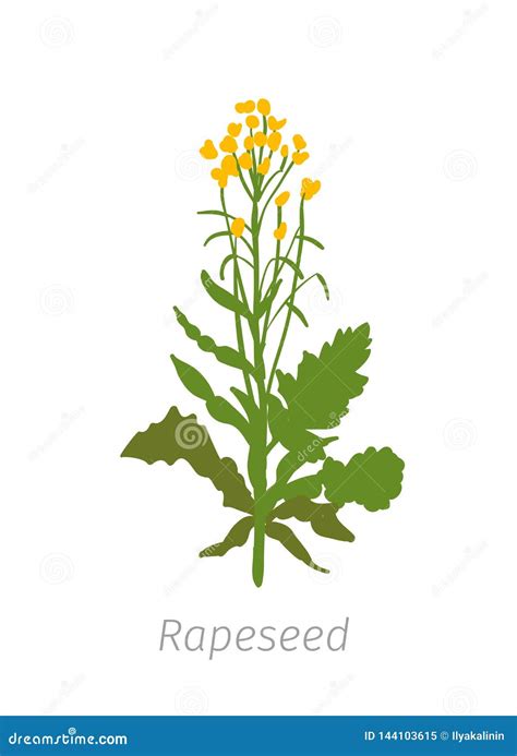 Rapeseed Brassica Napus Oilseed Rape Agriculture Cultivated Plant