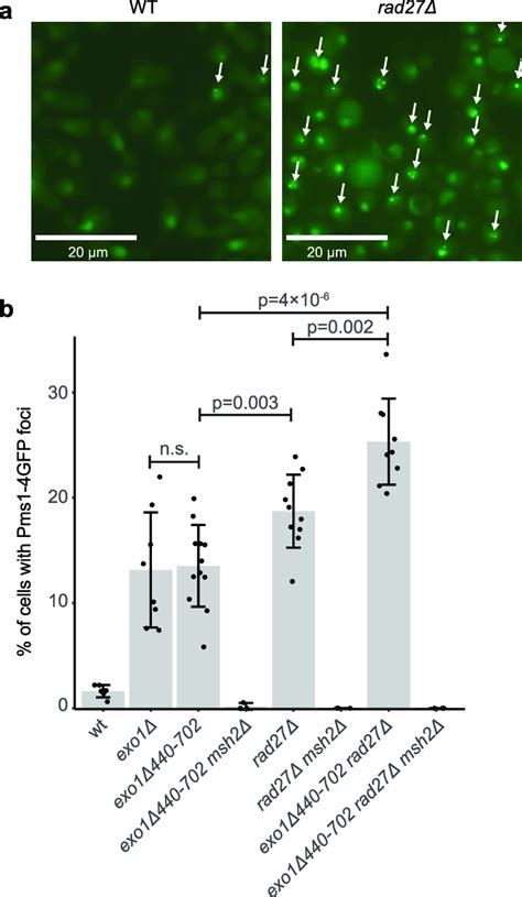 Loss Of Rad Causes Increased Levels Of Pms Foci A Example