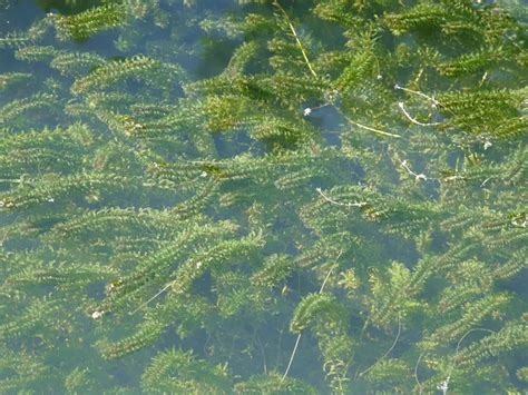 Elodea Canadensis Kanadische Wasserpest Wasserpflanzen G Rtnerei